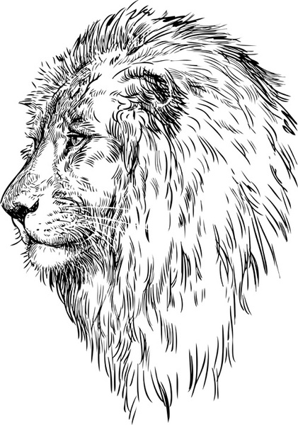 421x600 Hand Drawing Lion Vector Free Vector In Adobe Illustrator - Lion Drawing Pictures