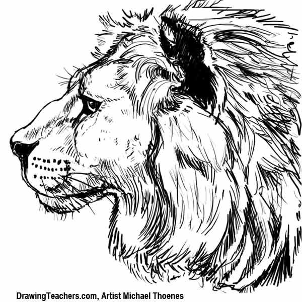 600x600 Lion Drawing - Lion Drawing Pictures