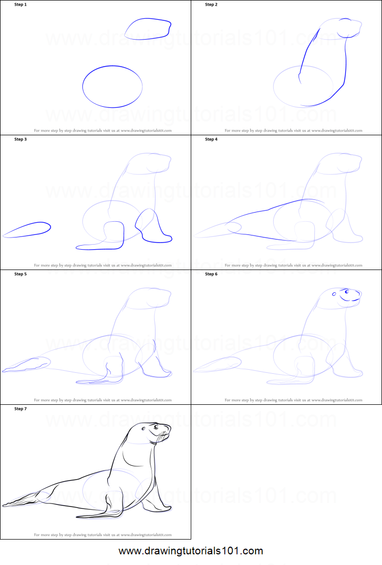 751x1111 How To Draw A Sea Lion Step - Lion Drawing Step By Step