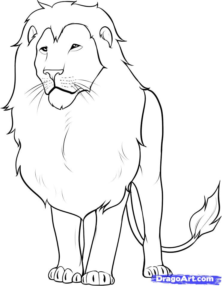 741x955 How To Draw A Lion - Lion Drawing Step By Step