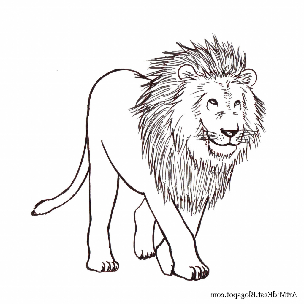 1024x1024 Surprise Pictures Of Lions To Draw How A Lion Easy Step - Lion Drawing Step By Step