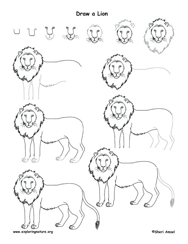 612x792 How To Draw A Lion Step - Lion Drawing Step By Step