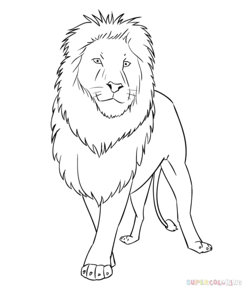 487x575 Easy Lion King Drawings American House Drawing Easy Step - Lion Drawing Step By Step