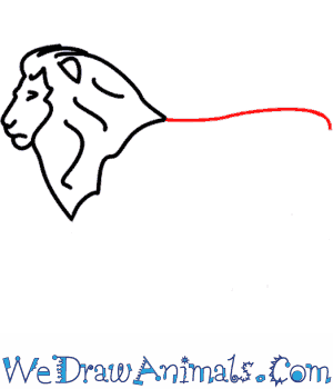 300x350 How To Draw A Lion - Lion Drawing Step By Step