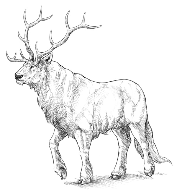 600x656 How To Draw Creatively Using Photo References - Lion Drawing Tutorial