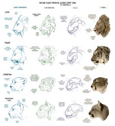 236x258 Below Is A Step - Lion Drawing Tutorial