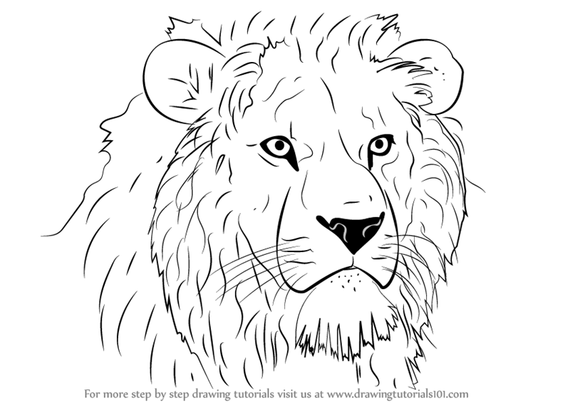 800x566 Learn How To Draw Lion Head - Lion Drawing Tutorial