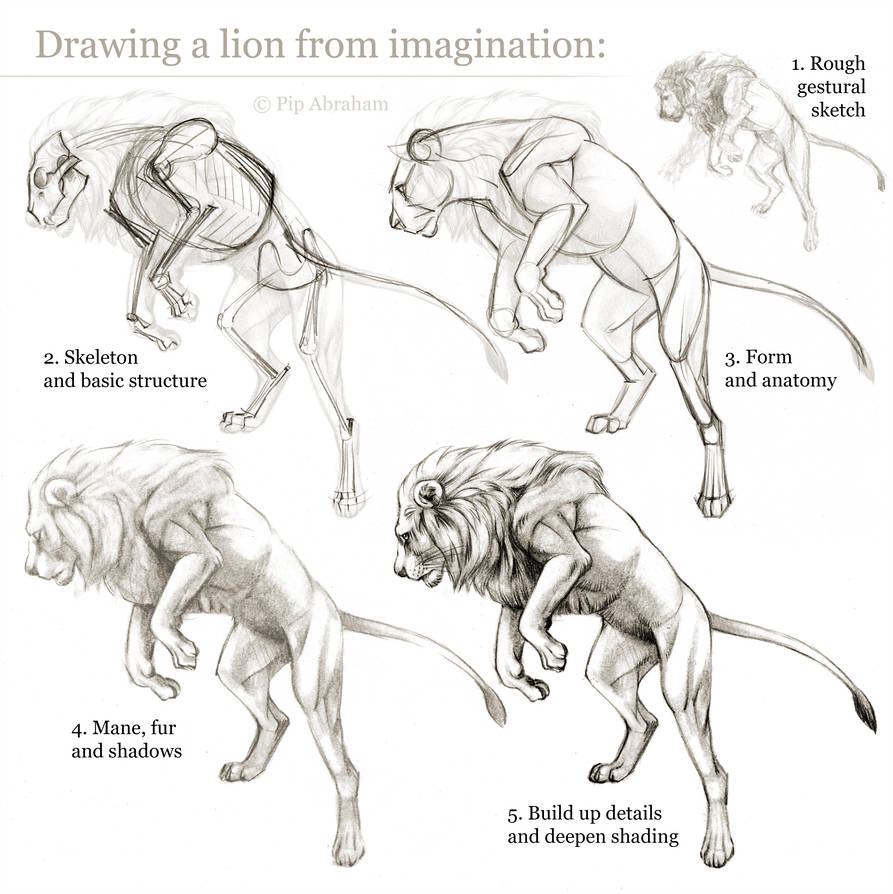 893x894 Tutorial Drawing A Lion From Imagination - Lion Drawing Tutorial