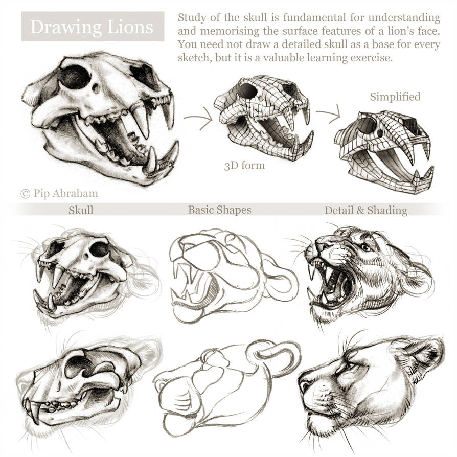 894x894 Tutorial Drawing The Head And Face Of A Lion - Lion Drawing Tutorial