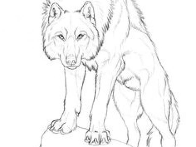 640x480 Wolf Drawing Tutorial Easy How To Draw A Cartoon Lion Step - Lion Drawing Tutorial