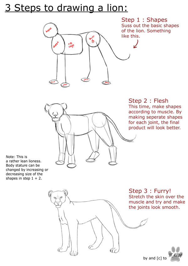 600x849 Drawing A Lion Face Step - Lion Drawing Tutorial