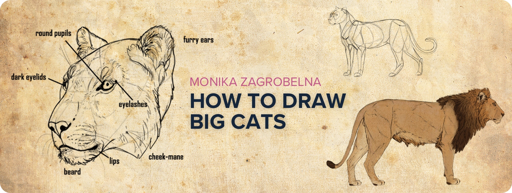 1700x640 how to draw big cats lions, tigers, cheetahs, and much more - Lion Drawing Tutorial