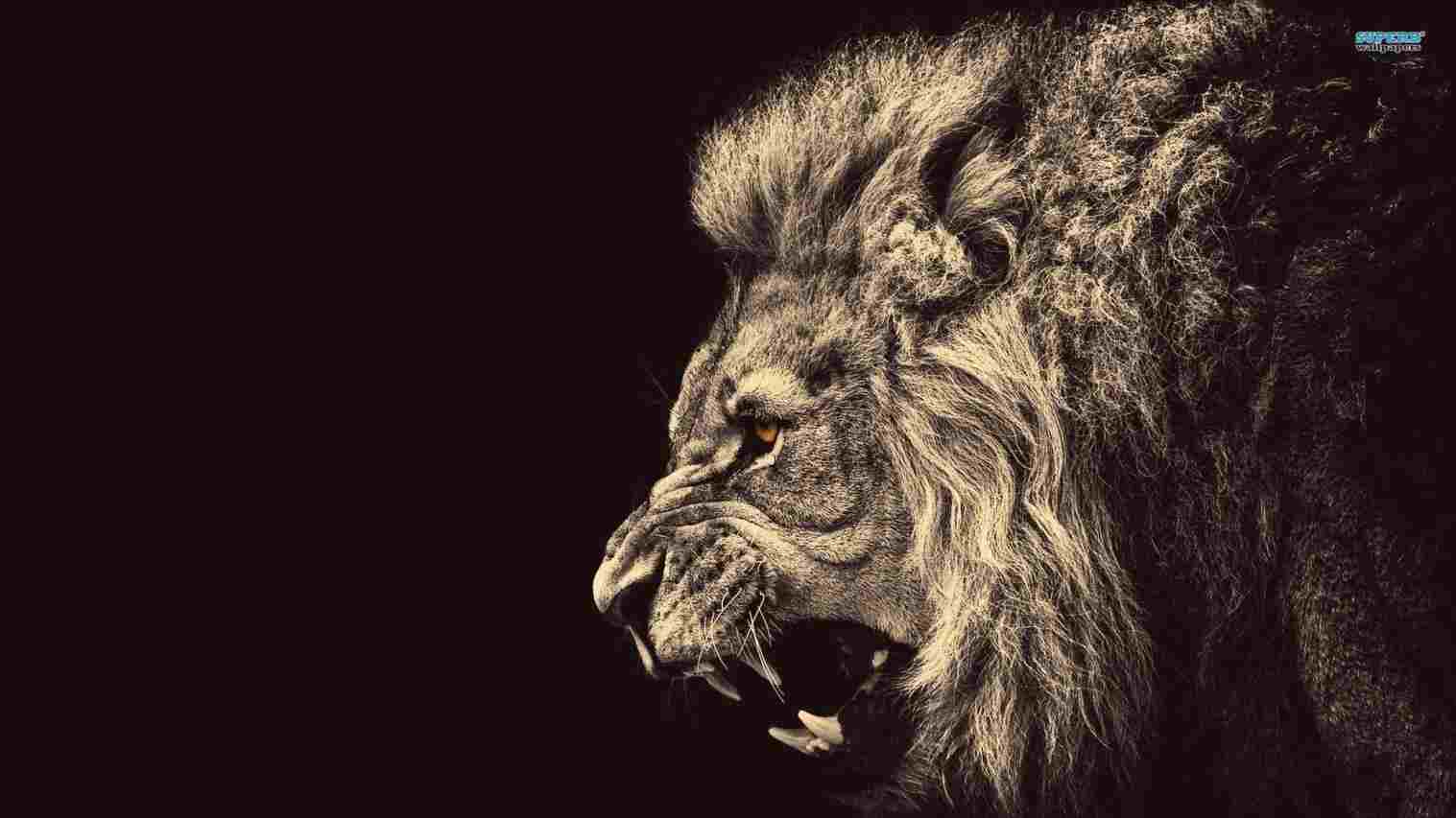 1517x853 Drawing Lion Pictures Wallpaper - Lion Drawing Wallpaper