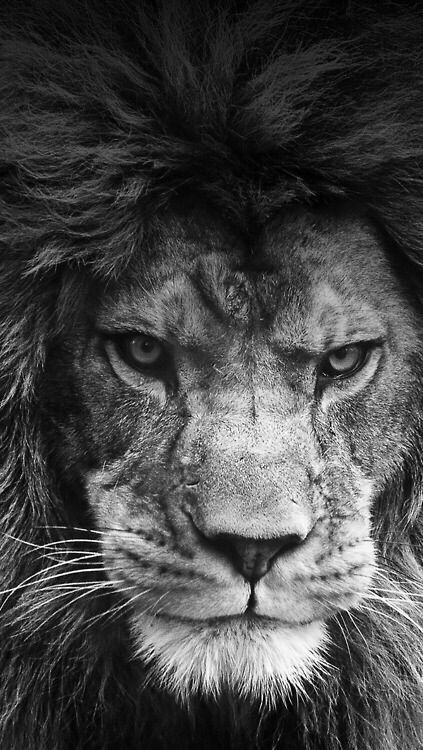 423x750 I Am The King'' Lions Lion Wallpaper, Lion Drawing, Lion - Lion Drawing Wallpaper