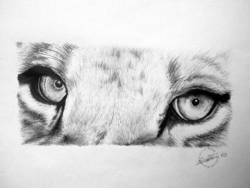 lion eyes drawing