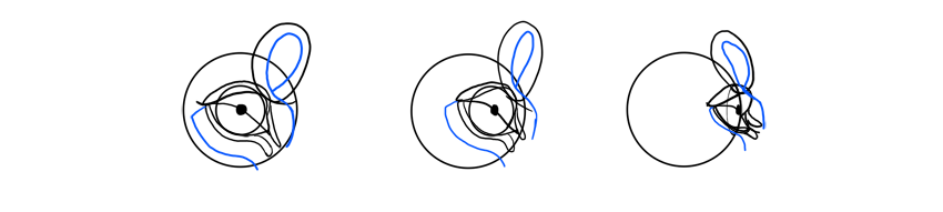 850x191 How To Draw Animal Eyes - Lion Eyes Drawing