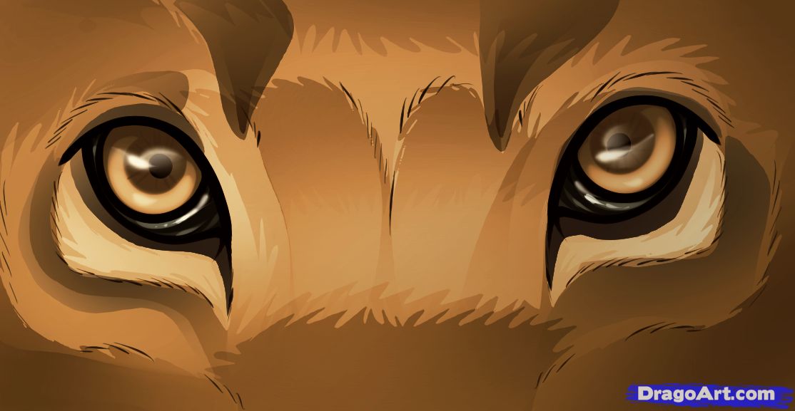 1114x577 How To Draw Lion Eyes, Step - Lion Eyes Drawing