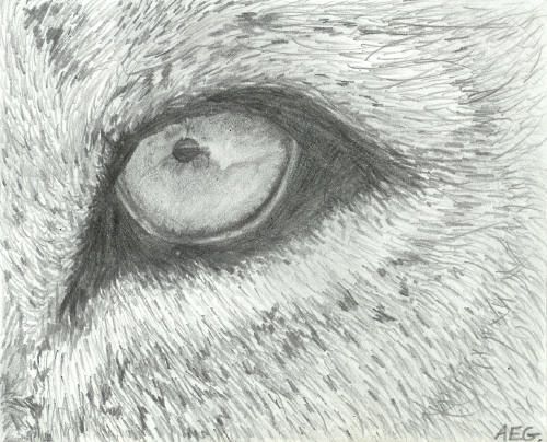 500x404 image result for lion eye sketch and miles to go before i sleep - Lion Eyes Drawing