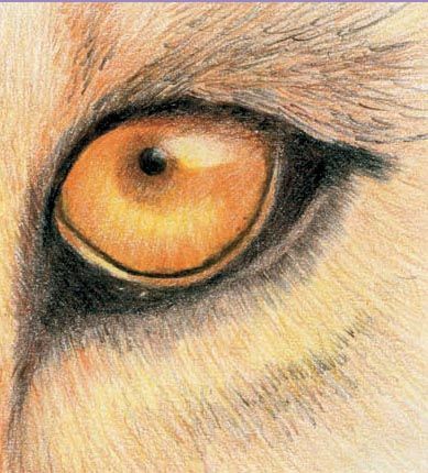 389x430 Lion Eye Drawing Artsy Fartsy In Drawings, Lion Eyes - Lion Eyes Drawing
