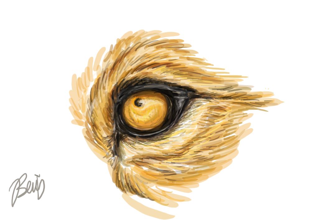 1000x708 Lion Eye Sketch How To Draw - Lion Eyes Drawing