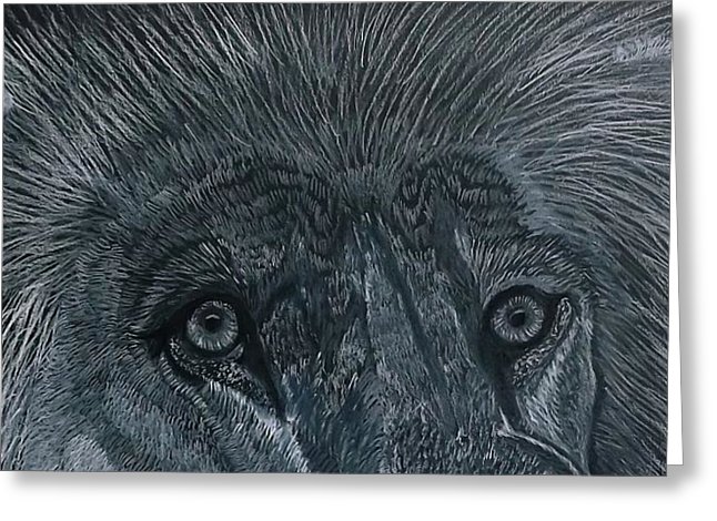 646x470 Lion Eyes African King Detail Drawing - Lion Eyes Drawing