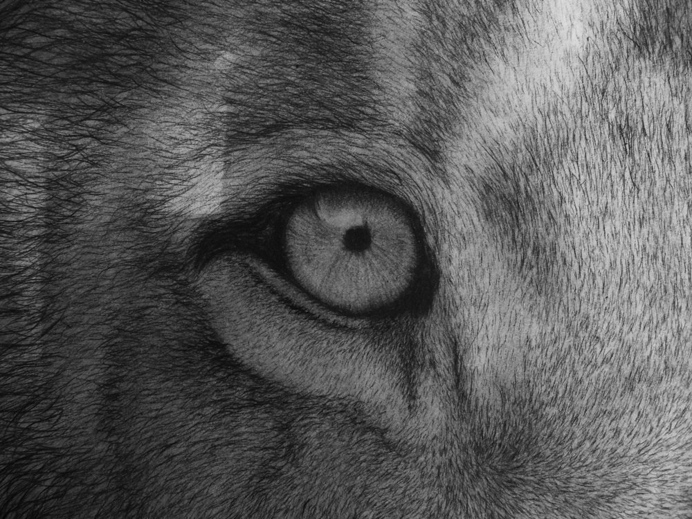 1000x750 Lion Eyes Dark Charcoal Drawing Part - Lion Eyes Drawing