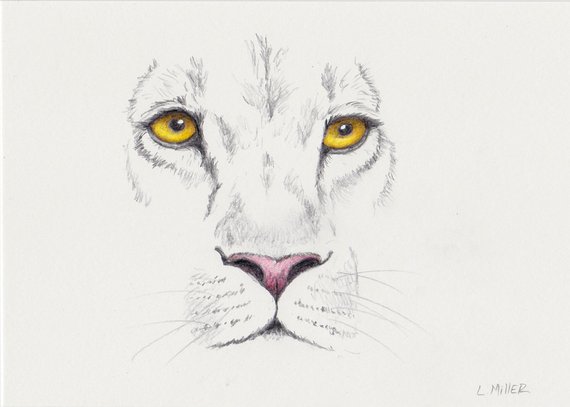 570x407 Lion Pencil Drawing Original Large Cat Sketch Lion Fine Etsy - Lion Eyes Drawing