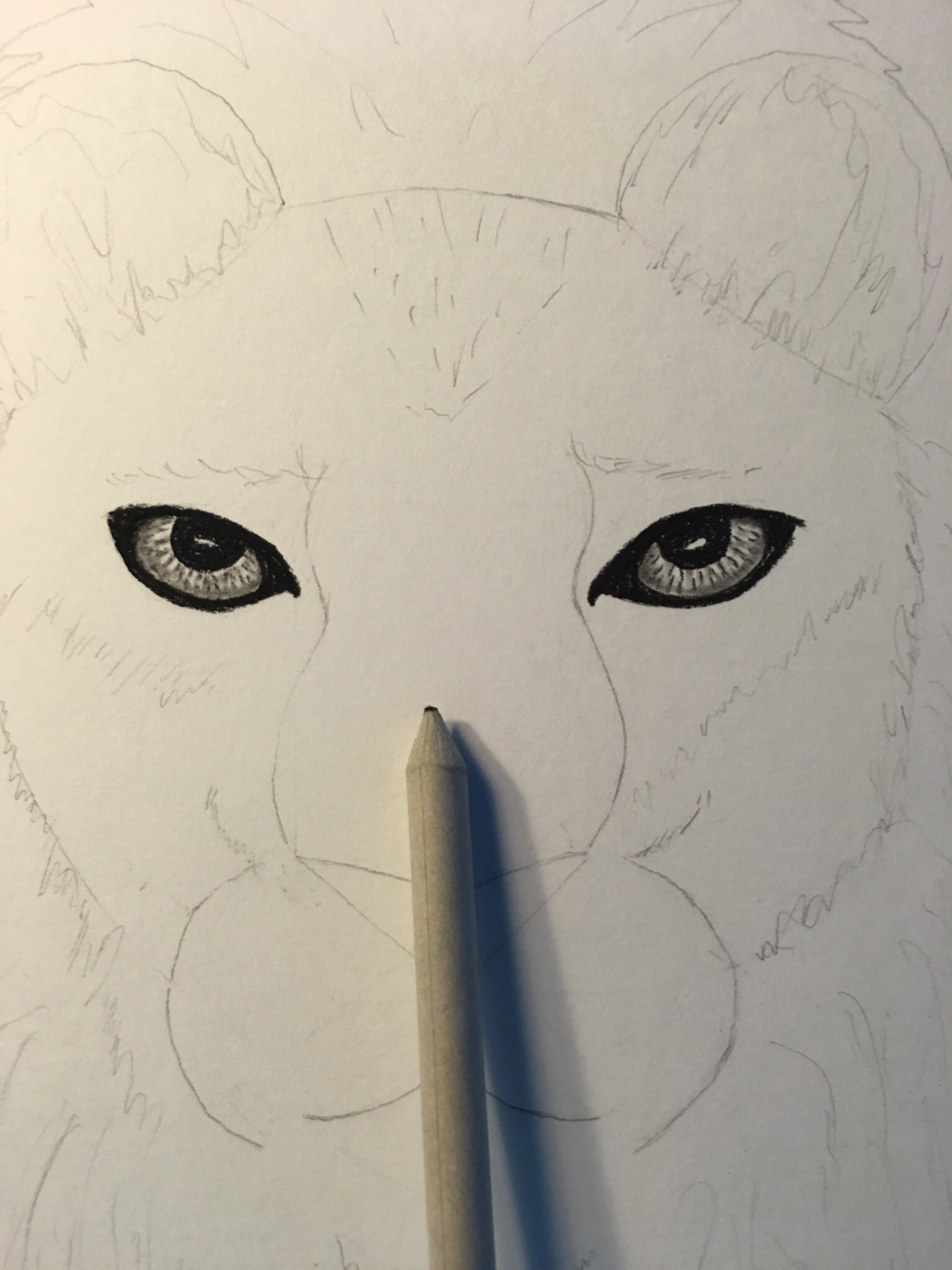3072x4096 Lion Portrait Inside The Outline - Lion Eyes Drawing