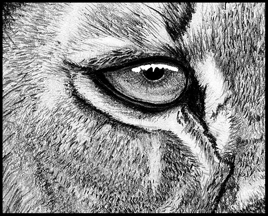 Lion Eyes Drawing at Explore collection of Lion