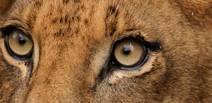 700x342 Terrors In The Night Londolozi Blog - Lion Eyes Drawing