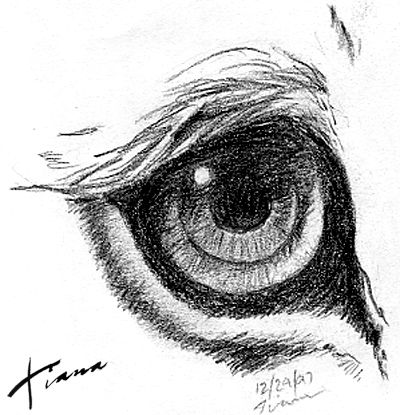400x415 Sketches Of Lions Lion Eye Detail - Lion Eyes Drawing