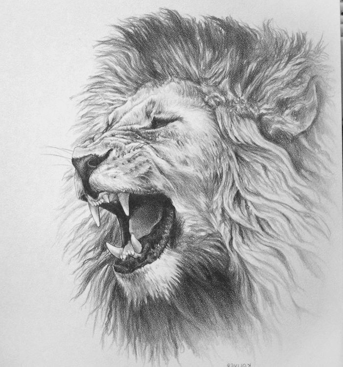702x750 Huge Collection Of 'lion Drawing Pictures' Download More Than - Lion Face Drawing
