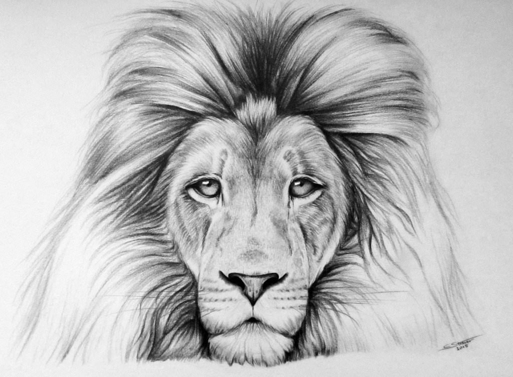 1024x752 Lion Drawing, Art Ideas, Sketches Design Trends - Lion Face Drawing