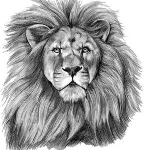 290x300 Lion Face Drawings Fine Art America - Lion Face Drawing