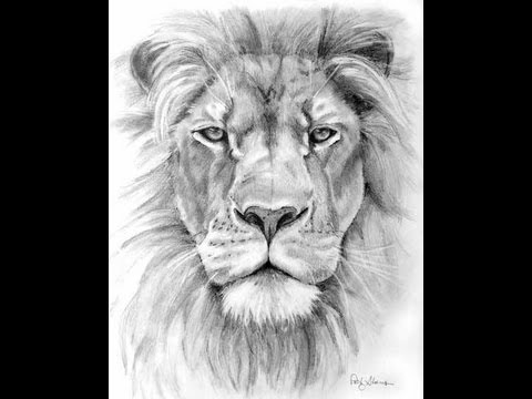 480x360 Lion Head Drawing - Lion Face Drawing
