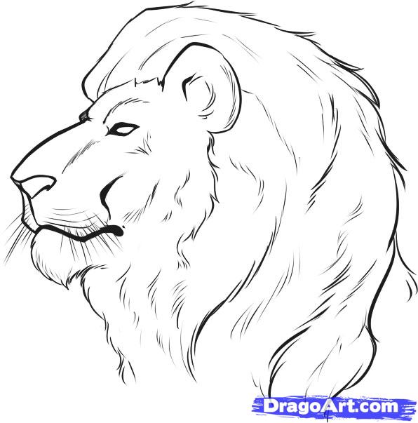 596x603 How To Draw A Lion Face, Step - Lion Face Drawing Easy