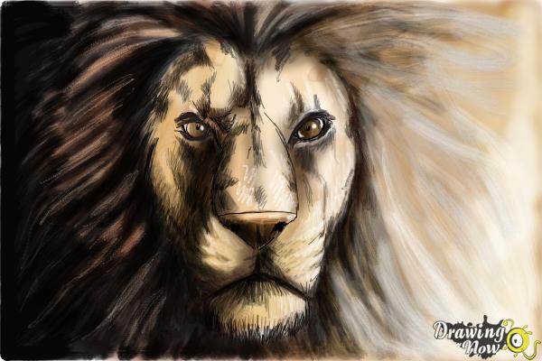 600x400 How To Draw A Lion Face - Lion Face Drawing Images