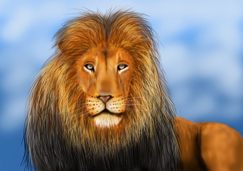 800x565 Learn How To Draw A Lion's Face - Lion Face Drawing Images