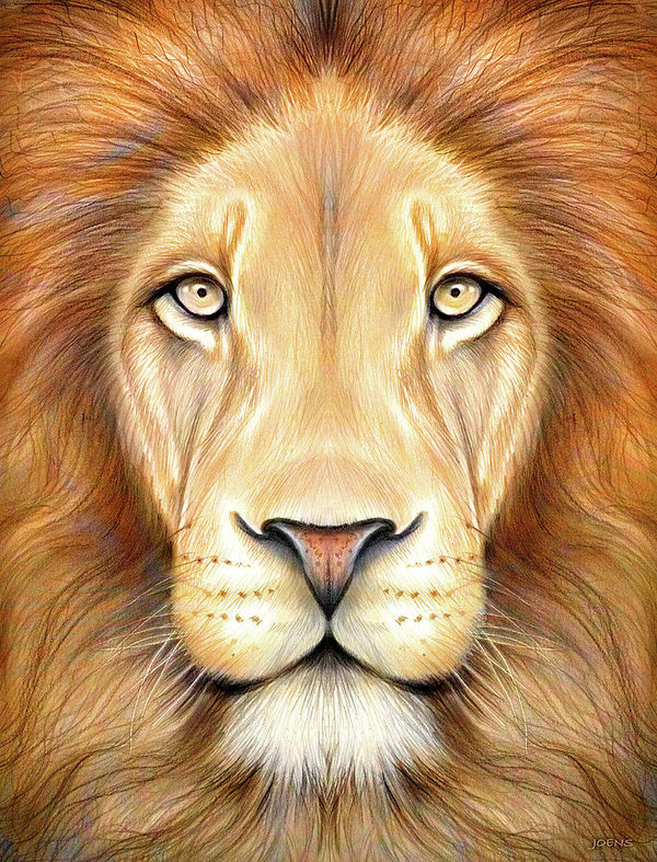 600x787 Lion Head In Color Poster - Lion Face Drawing Images