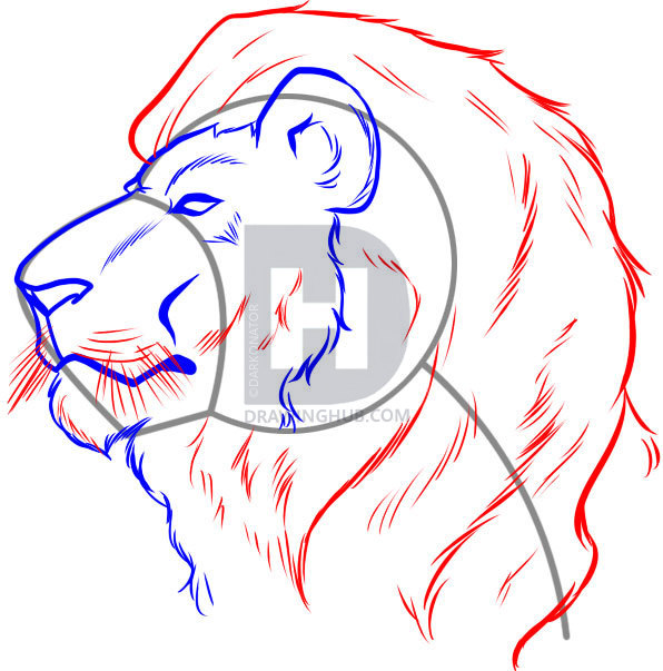 596x603 How To Draw A Lion Face, Step - Lion Face Drawing Images