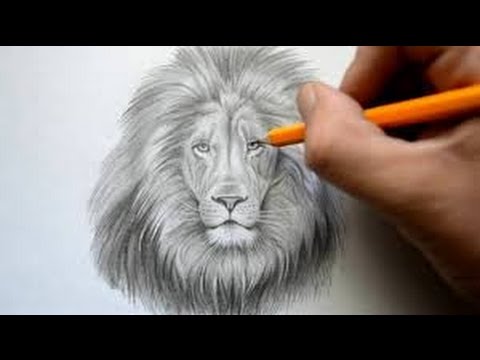 480x360 How To Draw A Lion Face Easy Step - Lion Face Drawing Step By Step