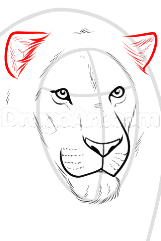 640x960 How To Draw A Lion Face Step - Lion Face Drawing Step By Step