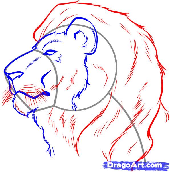 596x603 How To Draw A Lion Face, Step - Lion Face Drawing Step By Step