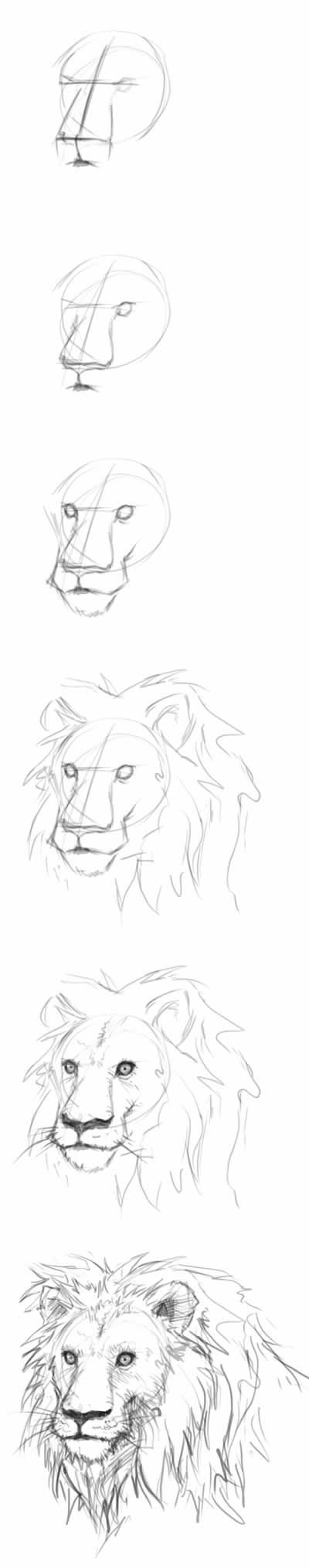 400x2028 How To Draw A Cat Step - Lion Face Drawing Step By Step
