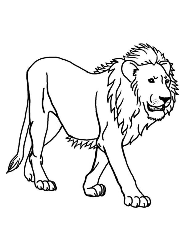 600x800 Lion Clipart Black And White Lion Black And White Clip Art - Lion Face Line Drawing