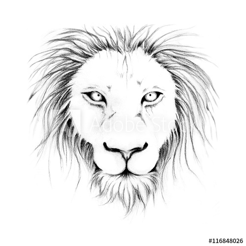 500x500 Lion Head Sketch Line Art Black And White - Lion Face Line Drawing