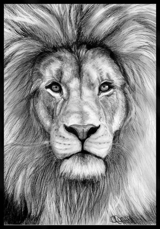 lion eyes drawing