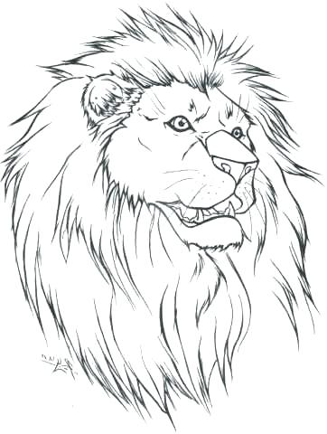 Lion Face Outline Drawing at PaintingValley.com | Explore collection of ...