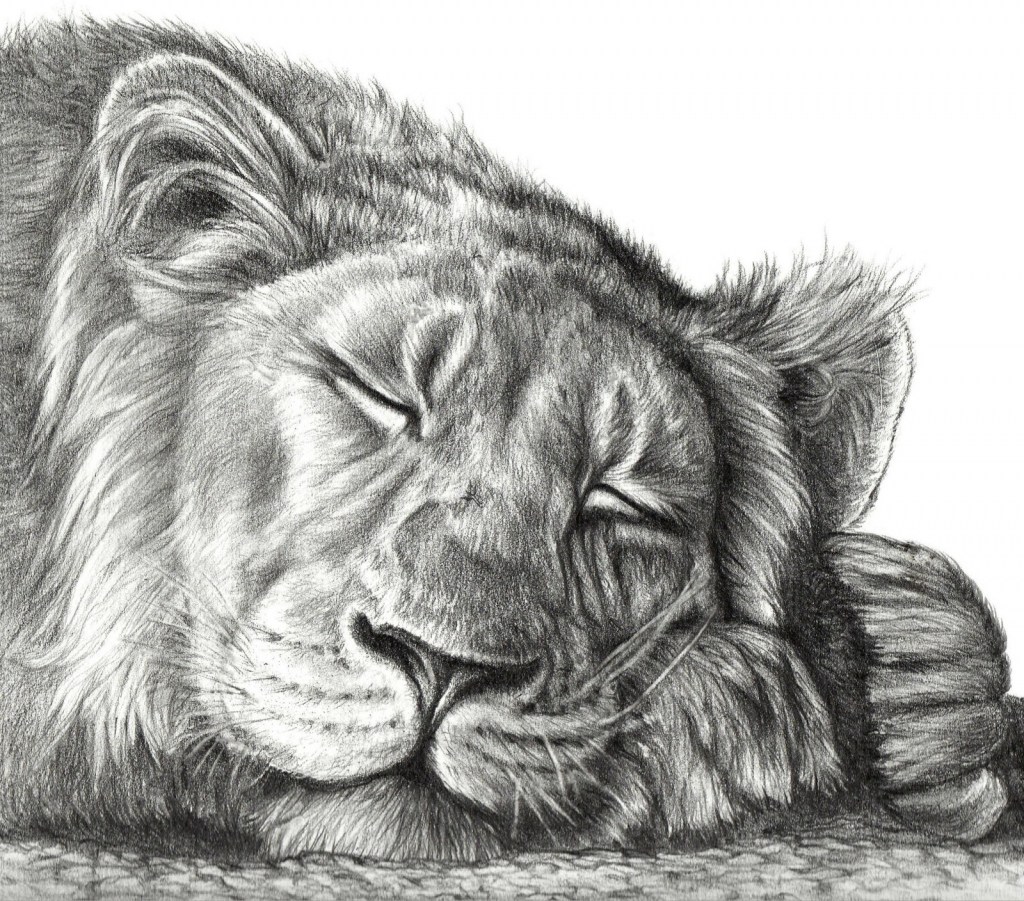 Lion Face Outline Drawing at PaintingValley.com | Explore collection of