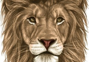 300x210 Lion Face Pencil Drawing Drawing Of A Lion Face Pencil Sketch - Lion Face Pencil Drawing